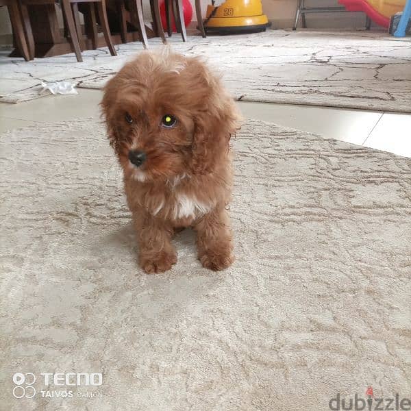 maltipoo puppy 1