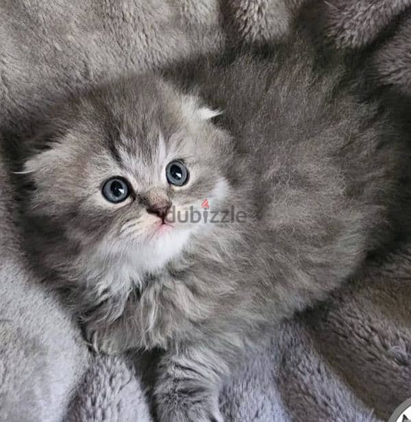 persian kitten for sale 0