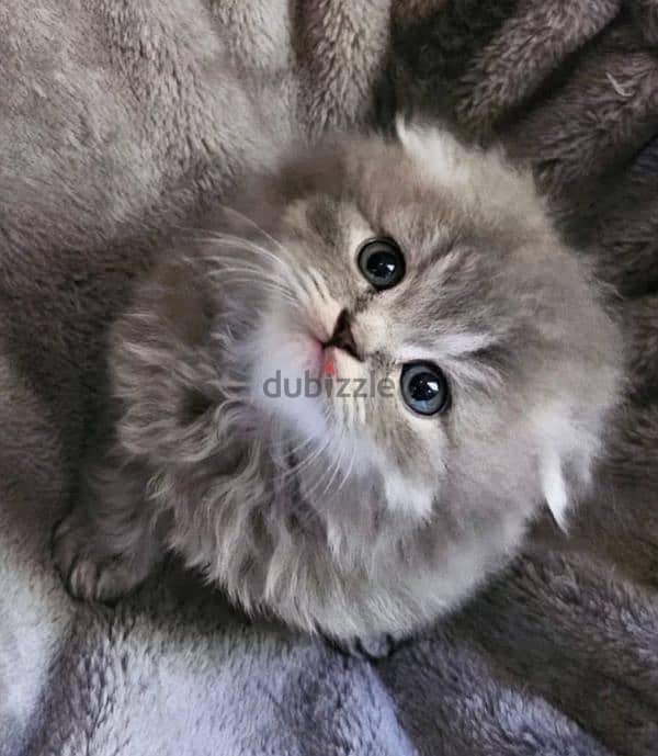 persian kitten for sale 1