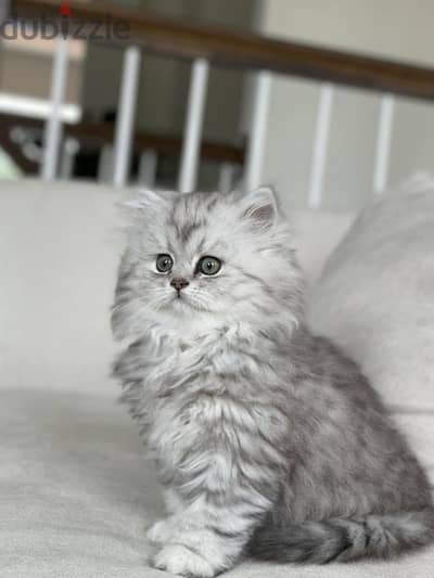 persian grey kittens