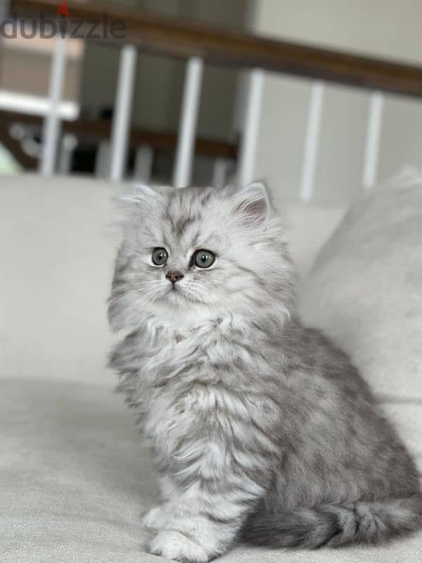 persian grey kittens 0