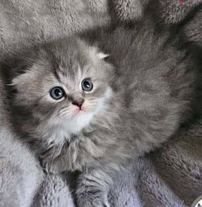 persian grey kittens