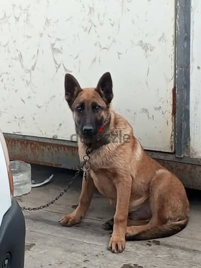 puppies Male malinois