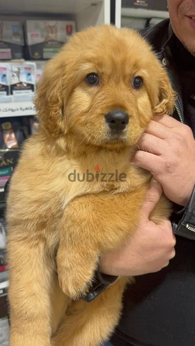 giant golden retriever girl