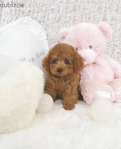 Perfect Small Toy Poodle Puppies Available in Store/ dog كلاب