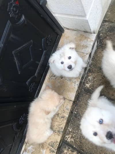 mix golden husky