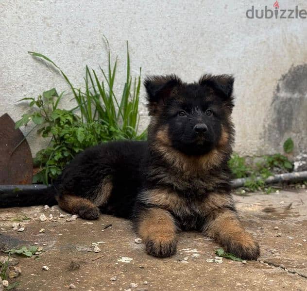 German Shepherd 1