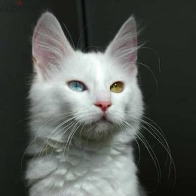 turkish angora cat