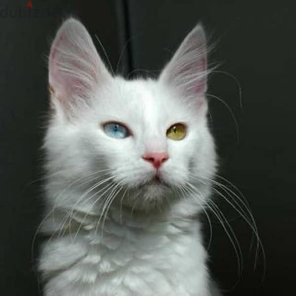 turkish angora cat 0