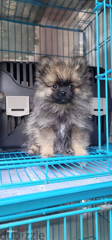 pomeranian teacup toy