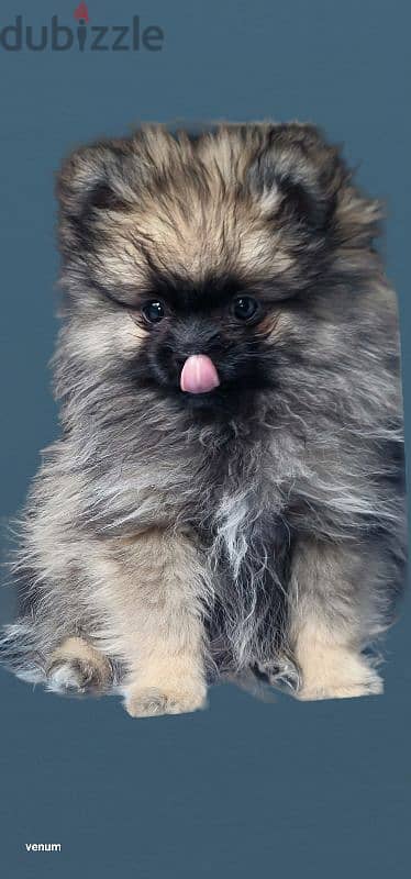 pomeranian teacup toy 2