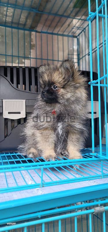 pomeranian teacup toy 4