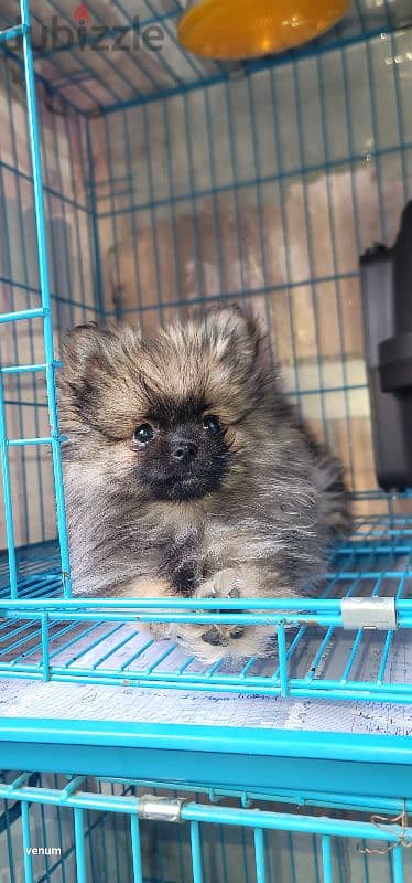 pomeranian teacup toy 6