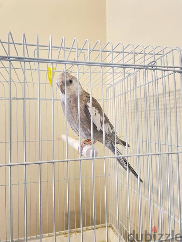 cockatiel 1