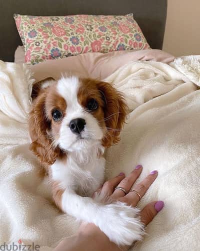 Charming Cavalier King Charles Puppies Available in Store & Delivery