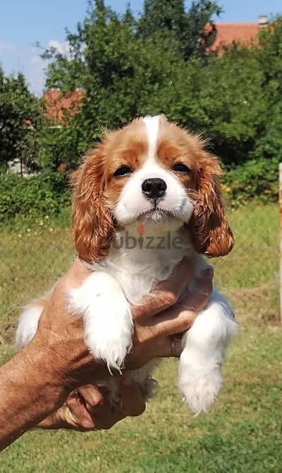 Adorable Cavalier King Charles Puppies- High Quality- Dog -Delivery