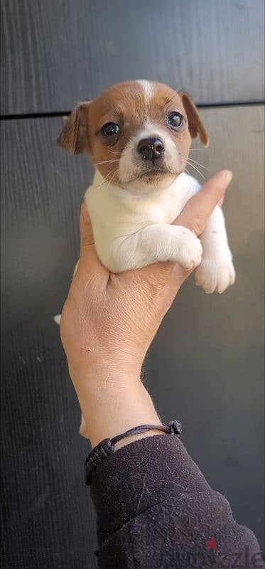 jack russell mini 5