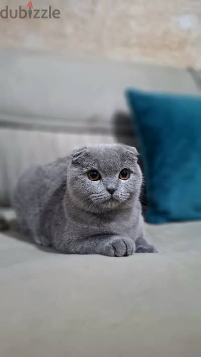 Scottish Fold