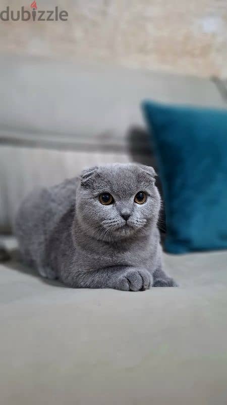 Scottish Fold 0