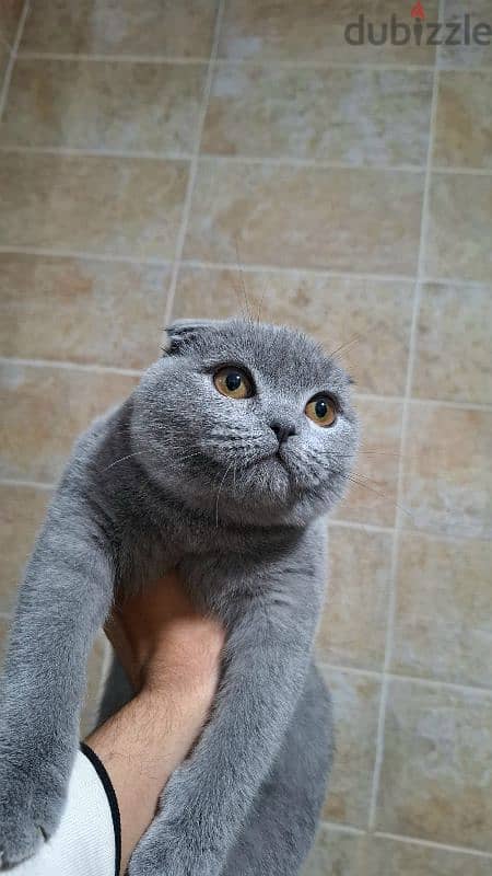 Scottish Fold 2