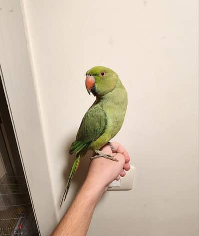 Friendly Tamed Indian Ringneck Parrot ببغاء دره هندي اليف