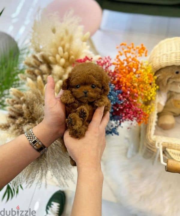 Adorable Toy Poodle Puppies Available In Store & Delivery 0