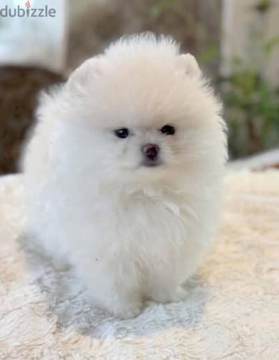 Pomeranian teacup