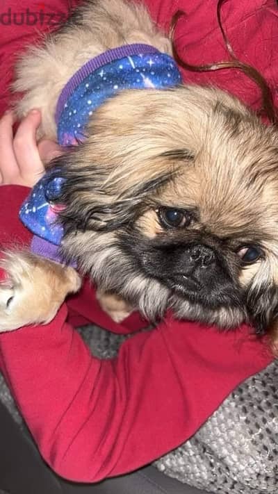 pekingese