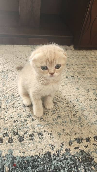 Scottish fold