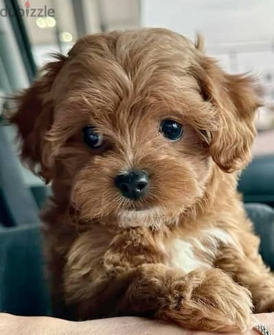 Adorable Toy Maltipoo Small Size Puppy -Available/Delivery/ dog كلاب