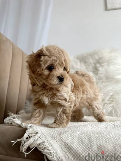 Toy Maltipoo very Adorable/Stays Small/ Available in store dog كلاب