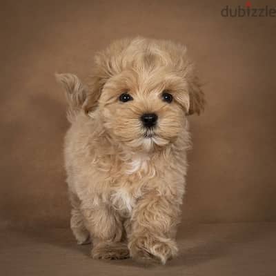 Tiny Toy Maltipoo Puppy Available/ Small Size/ dog كلاب