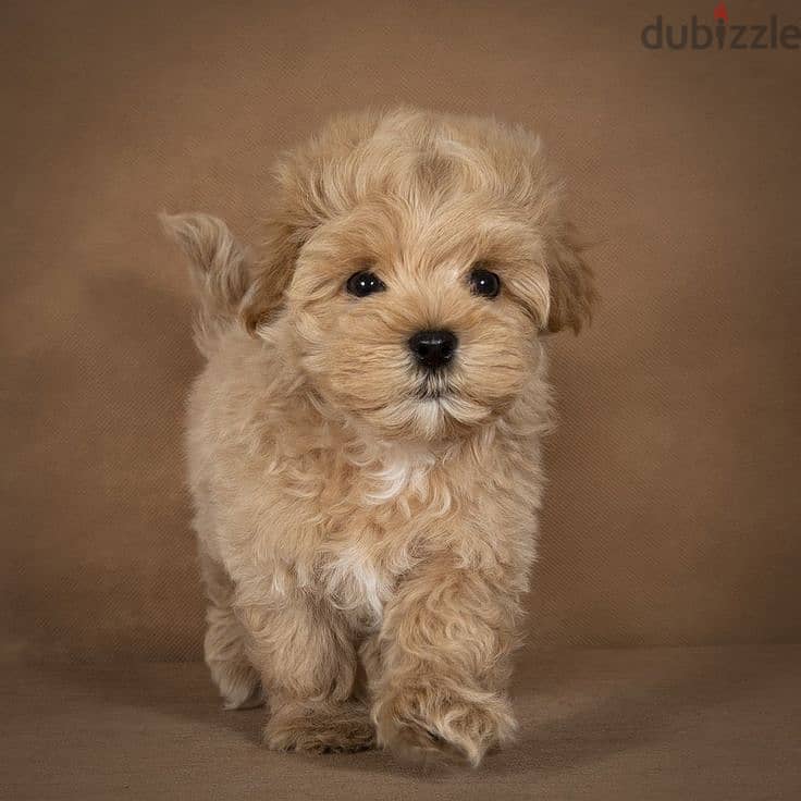 Tiny Toy Maltipoo Puppy Available/ Small Size/ dog كلاب 0