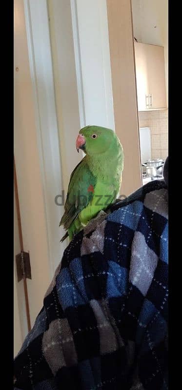 Friendly Tamed Indian Ringneck Parrot ببغاء دره هندي اليف