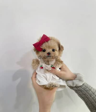 Special Toy Maltipoo Puppies Available in Store/ Small Size dog كلاب