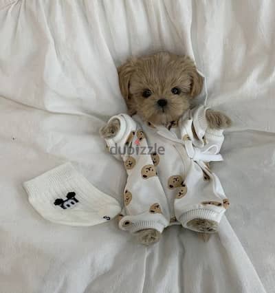 High Quality Toy Maltipoo Puppies Available/ dog كلاب