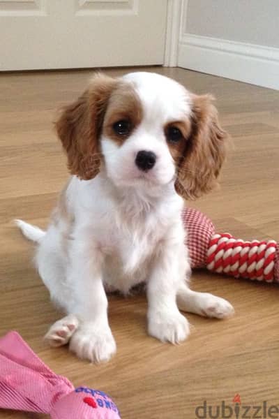 Pure Cavallier King Charles Puppies Available/ Delivery/ dog كلاب