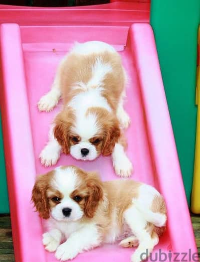 Amazing Cavalier King Charles Puppies/ Available in Store/ dog كلاب