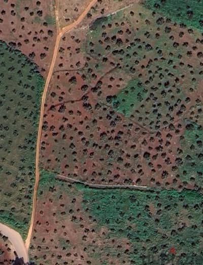 Olive Grove in Bkeftine, Koura District, Lebanon