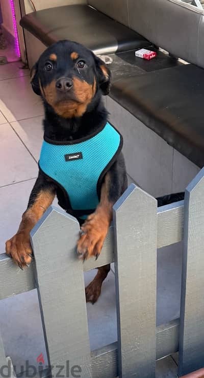 Female Rottweiler