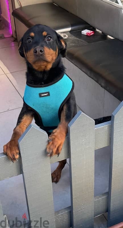 Female Rottweiler 0