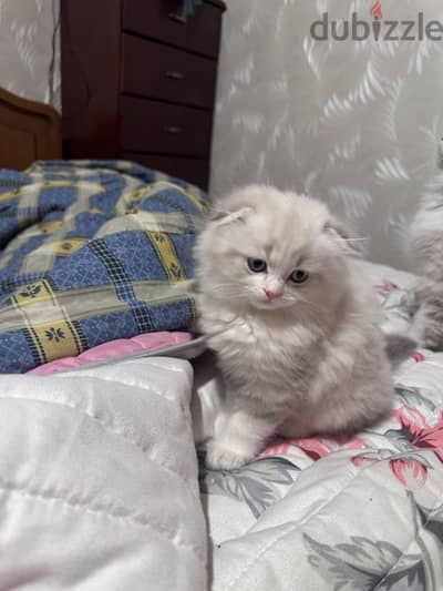 Ragdoll Kitten Male