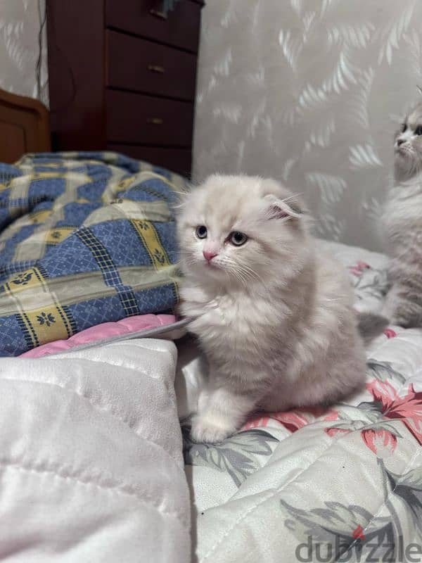 Ragdoll Kitten 1