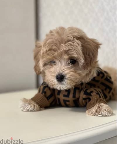 Small and Adorable Toy Maltipoo Puppies/ Available dog كلاب