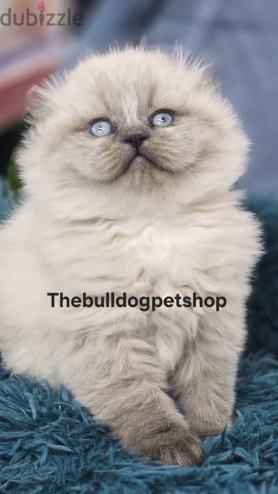 Unique Scottish Fold Kitten Available/ cat قطط