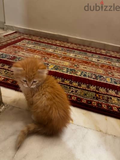 persian cat.