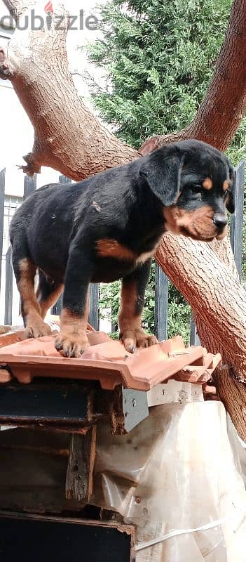 rottweiler male