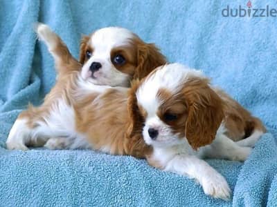 Cavalier King Charles Puppies/Available in Store & Delivery/Dog/كلاب