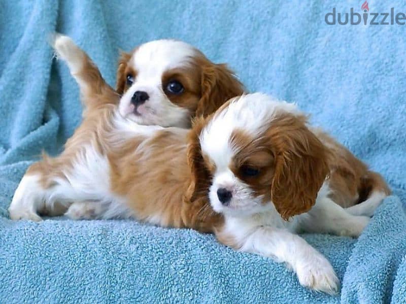 Cavalier King Charles Puppies/Available in Store & Delivery/Dog/كلاب 0