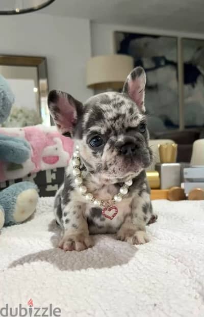 French Bulldog Puppies Available/ Dog/ كلاب/In Store/ Delivery